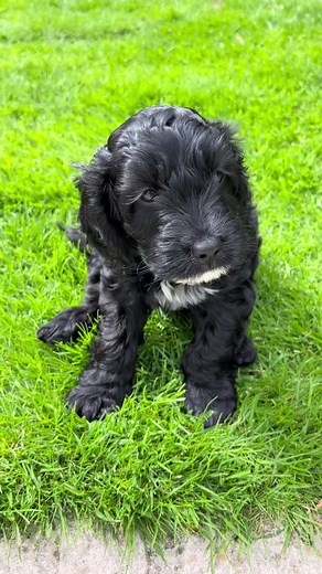 Meet Cilla the Cockapoo