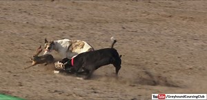 rabbit greyhound racing in pakistan at national coursing club. subscribe us on youtube for more new videos. https://www.youtube.com/@greyhoundcoursingclub | Greyhound Coursing Club