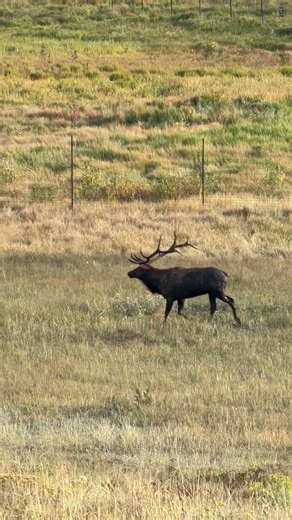 The Elk Bugle of Colorado | El Bramido del Alce de Colorado