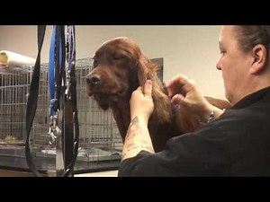 Nathalie trimt Ierse Setter Parker