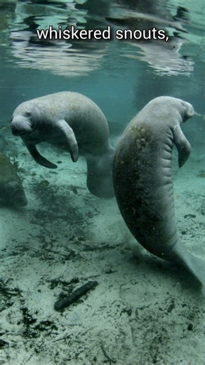 Gentle giant of warm waters | Manatee | S01 021 | Remarkable Mammals