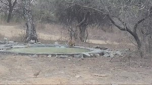 388K views · 4.2K reactions | Jhalana Leopard Safari  #leopard #wildlife #jaipur | Voice of Ranthambore | Facebook