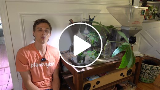 Propagate Everything Better with A Heat Mat ! What They Are & How To Use Them - NewsBreak