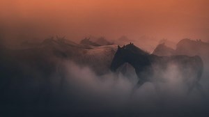 Wild Beauty: Mustang Spirit of the West - Apple TV