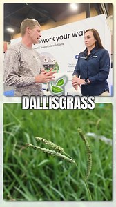 Best Dallisgrass Control #weedcontrol #envupartner #lawncare | Jason Creel - Lawn Care Life