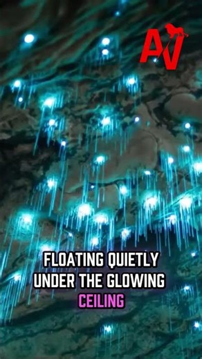 The Waitomo Glowworm Caves in New Zealand are truly amazing