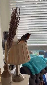 🌿 Adorable Robin Bird Singing | Relaxing Nature Sounds & Chirping ASMR #birds #robin #asmr