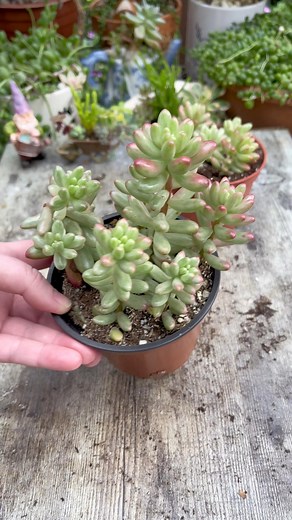 Succulent propagation time! 🌱 We're growing Sedum rubrotinctum and Sedum morganianum | Unique Succulent Designs