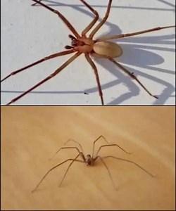 Be Careful! This Spider Will Harm You With Just One Bite. Check 1st comment 👇👇 | The Chronicle