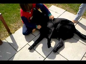 Scratch reflex in a dog