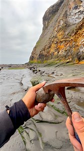 Here’s a huge loose slab filled with Jurassic Age shell fossils that we found on the beach whilst hunting for fossils 🐊⚒️ The fossils are roughly 185 Million Years Old! 🌎 Thank you in advance for supporting our page! 🐊 #fossil #beachcombing #ammonite #fossilhunting #fyp #fblifestyle | Yorkshire Fossils