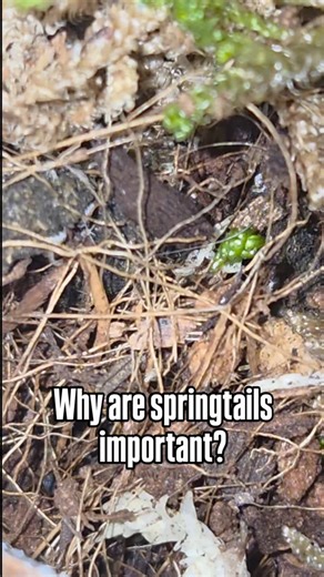 Kate's Curious Critters🦇 on Instagram: "Why are springtails important? Springtails are tiny arthropods that act as detritivores, aka nature's clean up crew. This means that they eat waste and decaying matter. In a terrarium/vivarium, springtails help the initial breakdown of plant debris and return nutrients back to the soil. This creates a symbiotic, or mutually beneficial, relationship with plants that live in the ecosystem. Without springtails, soil can become compacted, making it difficult 