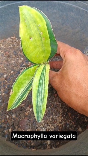 Bongkar Sansevieria variegata jenis Macrophylla #aridzona #sansivera #sansevieria #plants
