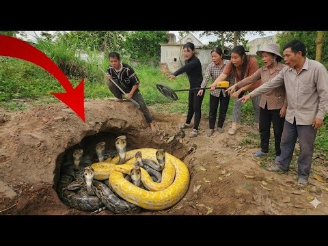 The young man and a group of female hunters used high-tech detectors to find a giant python's nest.