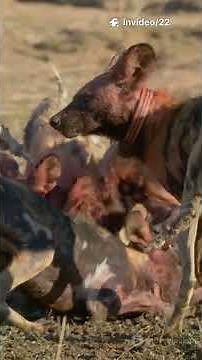 Top 7 Kangaroo Predators (You Won’t Believe #1)