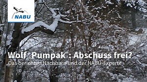 20K views · 426 reactions | Der Kuchen und der Wolf In Sachsen hat die Landesregierung einen Wolf zum Abschuss freigegeben. Nun zeigt ein Video, wie dieser in der Lausitz durch einen Garten läuft. Aggressives Verhalten ist dabei nicht zu erkennen – eher ein Interesse an Backwaren. Weitere Infos: https://www.nabu.de/news/2017/01/21893.html | Willkommen Wolf | Facebook
