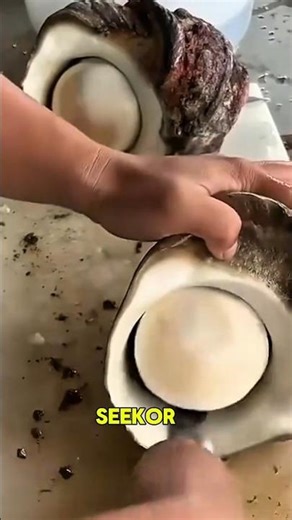 BAGIAN KECIL INI MEWAKILI SELURUH HRGA SEEKOR KERANG‼️