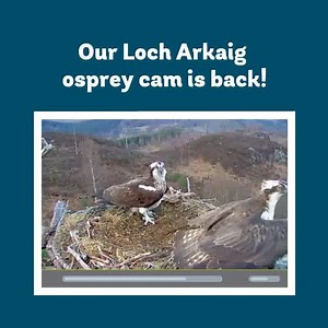 The Loch Arkaig osprey cam is now live! Our resident pair Louis and Aila are expected to return any time from the beginning of April. We expect other birds to drop in and check out the nest too, and perhaps even the occasional night-time visitor. The camera will be live throughout the 2020 season to bring you a glimpse of forest life from the Scottish Highlands. Keep tuning in to watch the story unfold: http://www.woodlandtru.st/3inwA Supported by players of People's Postcode Lottery. | The Wood