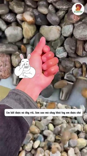 Tưởng Chỉ Có 2 Viên, Ai Ngờ Lộ Ra Cả Viên Ngọc Xanh Hiếm Có!