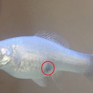 Where Is The Gravid Spot On A Molly Fish? (With Pictures) – Pet Fish Online