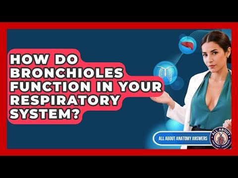 How Do Bronchioles Function In Your Respiratory System? - All About Anatomy Answers