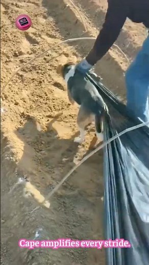 HIGH-SPEED CANINE POWER — aerodynamic cape unleashes lightning-fast sprint performance #Animal