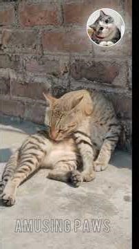Cats vs Dogs Funniest Moments Compilation 😂 #catvideos #cat #entertaininganimals #dontlaught