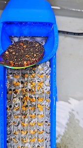 GOLD EMAS ORO #goldprospecting #fishngold | FishnGold