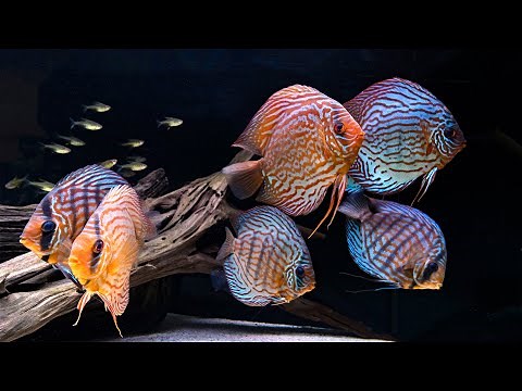 *NO PLANTS* DISCUS AQUASCAPE - UNREAL TRANSFORMATION AFTER 1 YEAR