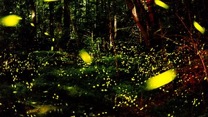 Synchronous fireflies again light up the Smokies