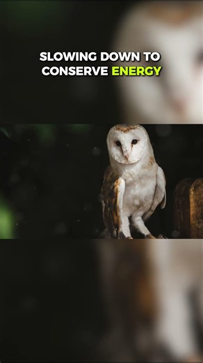 Top Ten Predators That Can Survive Without Food for Extended Periods: Silent Survival