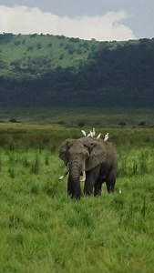 Ngorongoro Crater — where nature, wildlife, and wonder come together in the most beautiful way 🌄💚 #Ngorongorocrater #tanzanialuxurysafari #tanzaniainsideandsafari | Tanzania Inside and Safari