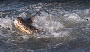Video: Croc Catches Shark Behind Australian Fishing Boat | OutdoorHub