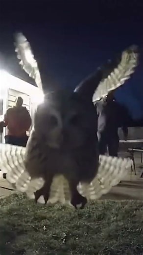 CCTV Footage: Owl Attacks Porch 鈥� Homeowner