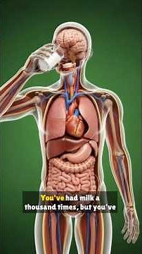 Milk Inside the Body: Benefits, Risks, Full 3D Breakdown #milk #3danimation #effects #sciencecraft