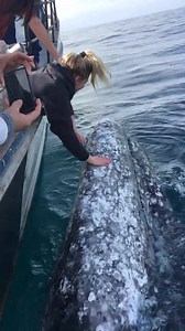 15K views · 407 reactions | "Once in a lifetime:" Video shows NorCal...