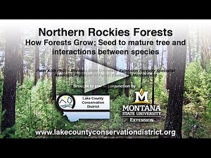 Part 3 of 5: How Forests grow, Seed to mature Tree, and Interactions between Tree Species