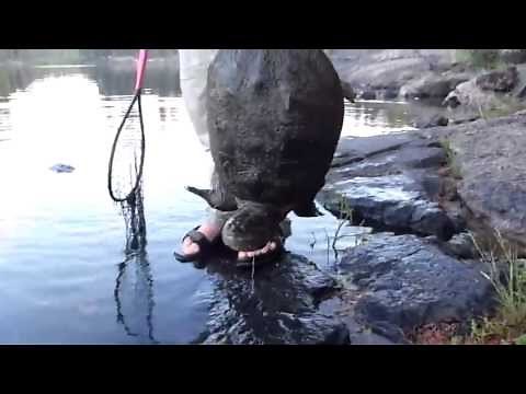Snapping Turtle Bites off guys fingers