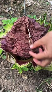 Rath ko pati ki yad sirf tab aati Hai #reelsfb #SSONS #lifelessons #puzzle #inspiration #mentalhealth #2025reels #motivation #reelsfbシ #mrsujan20k | MR Sujan 20K