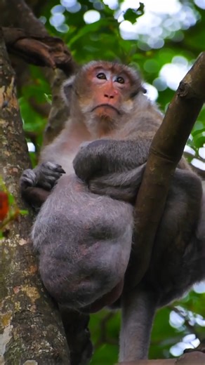 Fat Monkey Stuck on a Tree: A Hilarious Jungle Adventure Where a Plump Primate Finds Himself in a Sticky Situation with Absolutely No One Around to Offer a Helping Hand | Monkey history 2024