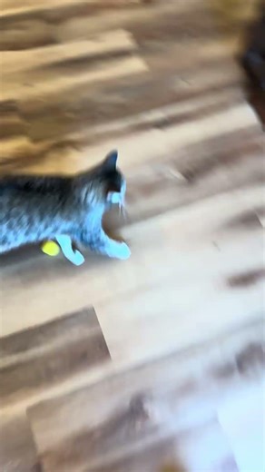 Cat playing soccer