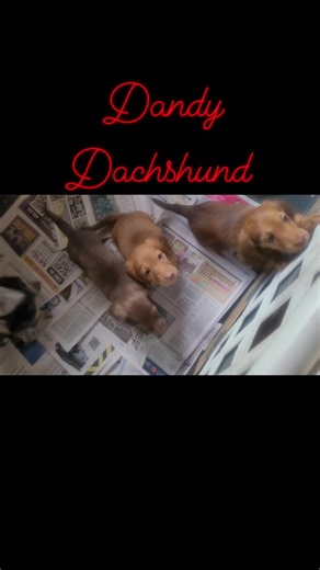 1K views · 36 reactions | Dandy Dachshund puppies playing | DANDY Dachshund | Facebook