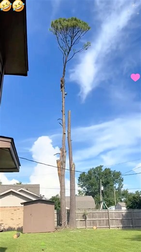 Tree felling at height#tree #satisfying #asmr #giant #oddlysatisfying