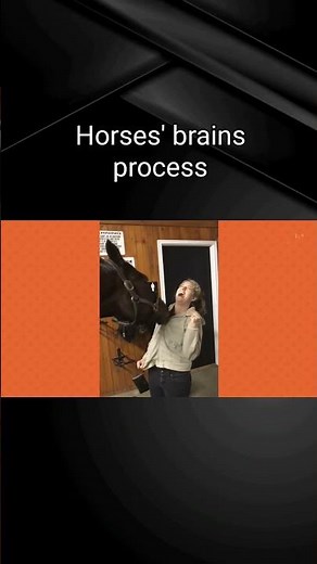 What Colors do Horses See? 🐴