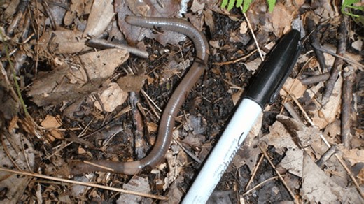 An Asian earthworm may be ruining your yard, garden. What to know about jumping worms