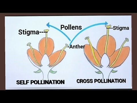 How to draw self pollination and cross pollination easily/Types of pollination easy drawing.