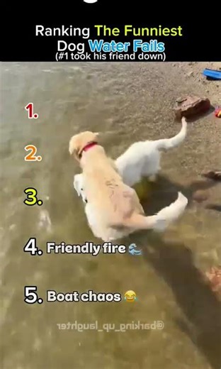 Bro Took Him Down With Him 💀💦 Funniest Dog Water Fails