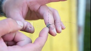 A pest beetle with a long mustache sits on a human hand. Beetle cerambycidae. These insects cause huge damage to human property, various buildings, the environment, and eat wood.
