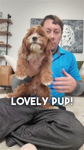 Playful spirit. Soft waves. And a face you can’t help but smile at. 🐶✨