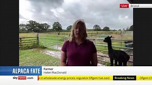 Geronimo the alpaca to be destroyed after owner loses High Court bid to save him